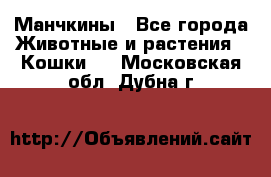 Манчкины - Все города Животные и растения » Кошки   . Московская обл.,Дубна г.